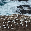 Shetland 290 copia